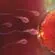 Comment savoir si l'ovule a été fécondé