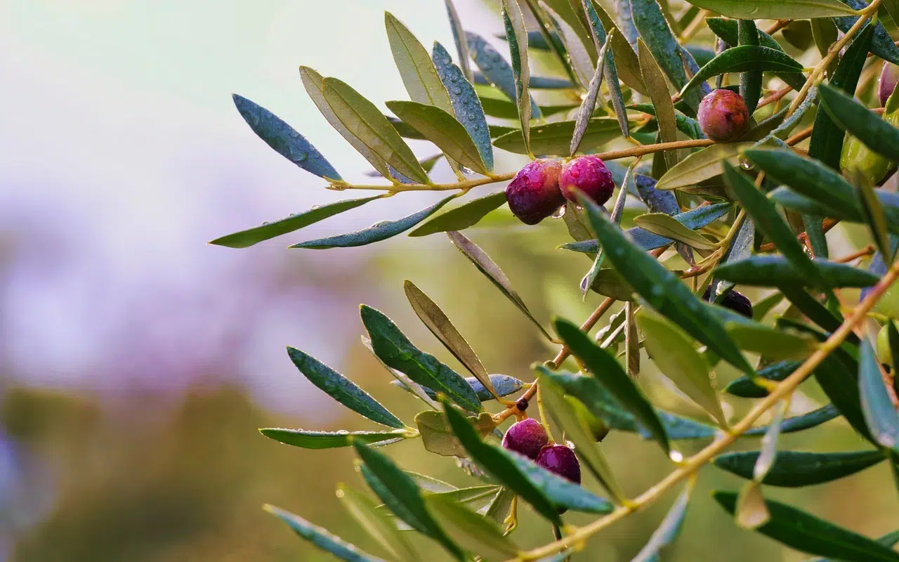 Où planter un olivier dans le jardin : conseils pour une croissance optimale