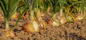 Les meilleurs conseils pour bien prendre soin de son potager