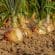 Les meilleurs conseils pour bien prendre soin de son potager