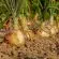 Les meilleurs conseils pour bien prendre soin de son potager