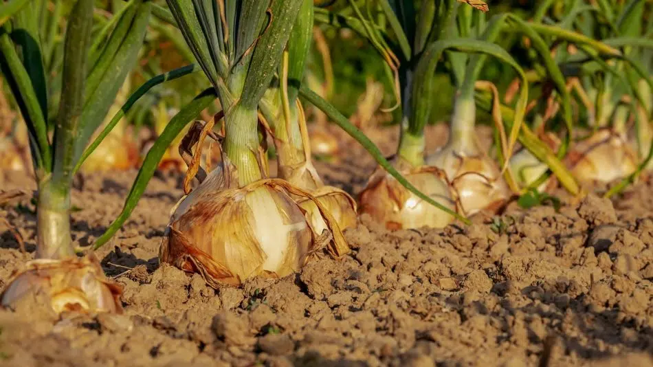 Les meilleurs conseils pour bien prendre soin de son potager