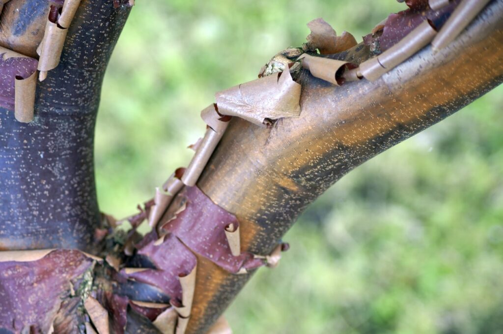 Arbre Qui Perd Son écorce